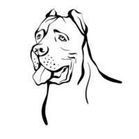 sockerrör korso skiss. porträtt av en hund av rotting corso rasen. vektorillustration isolerad på en vit bakgrund vektor