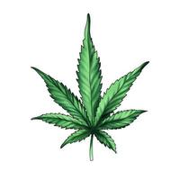 Cannabisblatt lokalisiert auf einem weißen Hintergrund. grünes Marihuana-Blatt. Hand gezeichnete Aquarellillustration lokalisiert auf einem weißen Hintergrund