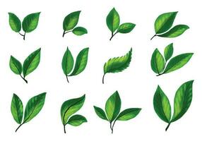 skön realistisk växter grön blad uppsättning design vektor