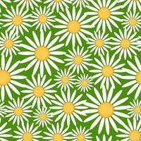 sömlös mönster med daisy på en vit bakgrund. vektor illustration.