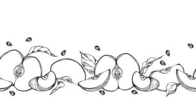 Hand gezeichnet Tinte Apfel Früchte reif, Scheiben, einfarbig Vektor, detailliert Umriss, Blätter Saat nahtlos horizontal Banner. isoliert auf Weiß Hintergrund. Design zum Mauer Kunst, Hochzeit, drucken, Stoff, Karte. vektor