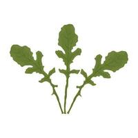 Gemüse mit Grün spateln geformt Blätter bezeichnet Rucola Symbol vektor