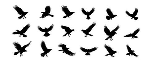 Örn silhuett vektor uppsättning isolerat på vit bakgrund. flygande vilda djur och växter fåglar design vektor illustration