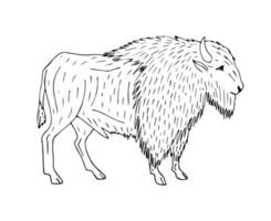 vektor hand dragen skiss vild amerikan bison oxe