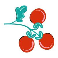 Zweig der roten Tomatenvektor lokalisierte flache Illustration vektor