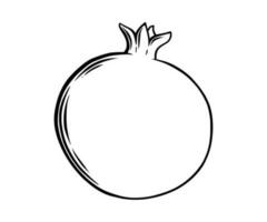 granatäpple frukt sida se. färgad exotisk granatäpple frukt. vektor illustration