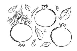 granatäpple frukt, frön och växt. färgad exotisk granatäpple frukt. vektor illustration