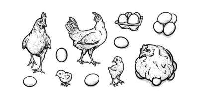 hönor och kycklingar fritt bete i fjäderfän odla. hönor med ägg och bebis kycklingar isolerat i vit bakgrund. vektor illustration
