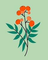 färgrik trendig höst löv och bär. vektor illustration av rönn bär för webb, app och skriva ut. elegant former floristisk isolerat rönn löv. skog, botanisk, minimalistisk blommig uppsättning.