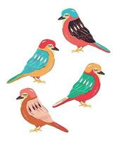 Sparv färgad fåglar vektor