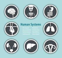 Symbol des menschlichen Systems neurologisches muskuloskelett gastrointestinales kardiovaskuläres respiratorisches Urogenital hepatobiliäres gynäkologisches vektor