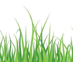grönt gräs på vit bakgrund vektor