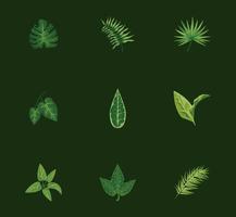 Bündel von neun Blättern pflanzt grüne Naturikonen vektor