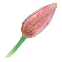 Aquarell realistisch botanisch Illustration von Rosa Tulpe isoliert auf Weiß Hintergrund zum Ihre Design, Hochzeit drucken Produkte, Papier, Einladungen, Karten, Stoff, Poster, Karte zum Mutter Tag, März vektor