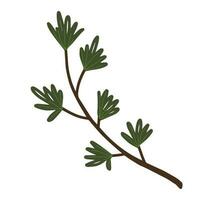 hand dragen barrträd gren vektor isolerat ClipArt. jul dekorativ blommig element i klotter stil