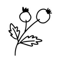 Hand gezeichnet Illustration von Ast mit Beeren. dekorativ Blumen- Element im Gekritzel Stil vektor