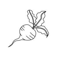 Zuckerrüben Symbol im Gliederung Stil. isoliert Objekt. Zuckerrüben Logo. organisch Lebensmittel. Vektor Illustration. Gemüse von das Bauernhof.