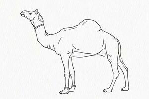 inhemsk djur- linje teckning. kamel för Qurbani översikt vektor