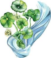 Centella asiatica Kräuter- Pflanzen Komposition Aquarell Illustration isoliert auf Weiß. Wassernabel, hab dich Kola Wasser Form, Cola, Blume Hand gezeichnet. Design Element zum Paket, Etikett, Verpackung vektor