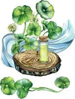 centella Asiatica, grundläggande oljor på trä- stå vattenfärg illustration isolerat på vit. pennywort, har dig kola ört, vatten stänk, Vinka form hand ritade. design element för paket, märka, omslag vektor