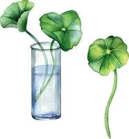 Centella Asiatisch, Glas Flasche Aquarell Illustration isoliert auf Weiß. Wassernabel, hab dich Kola Kräuter- Pflanzen Hand gezeichnet. Design Element zum Paket, Etikett, Verpackung, Kräuter- Pflanzen Sammlung vektor