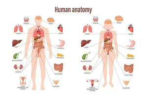 Mensch Anatomie Konzept. Infografik Poster mit das intern Organe von das Mensch Körper. Atmung, Verdauungs, reproduktiv, kardiovaskulär Systeme. Banner, Vektor