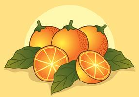 Vintage Citrus Illustrationer vektor