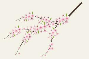 realistisch Kirsche blühen und Kirsche Blumen und Blütenblätter Illustration, Kirsche blühen Vektor. Rosa Sakura Blume Hintergrund. Kirsche blühen Blume Blühen Vektor