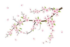 realistisk körsbär blomma och körsbär blommor och kronblad illustration, körsbär blomma vektor. rosa sakura blomma bakgrund. körsbär blomma blomma blomning vektor