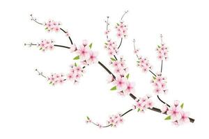 realistisch Kirsche blühen und Kirsche Blumen und Blütenblätter Illustration, Kirsche blühen Vektor. Rosa Sakura Blume Hintergrund. Kirsche blühen Blume Blühen Vektor