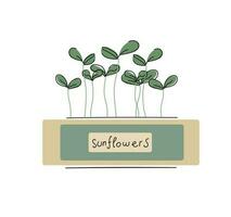 Sonnenblumen Microgreens im ein Container. gesund vegan Lebensmittel. Vektor einstellen Illustration im Gekritzel Stil