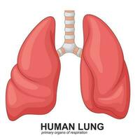 mänsklig lungor respiratorisk tecknad serie, vektor illustration