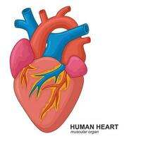 mänsklig hjärta tecknad serie, vektor illustration