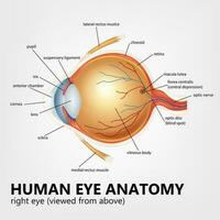 mänsklig öga anatomi, rätt öga tittade från ovan, vektor illustration