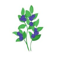 en grön skog växt. en små blåbär buske med bär i tecknad serie stil är isolerat på en vit bakgrund. vektor