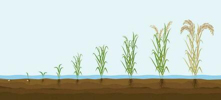 Reis Pflanze Wachstum Komposition vektor