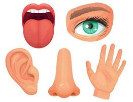 Karikatur sensorisch Organe. Sinne Organe, Augen Vision, Nase Geruch, Zunge Geschmack Knospen, Haut berühren und Hören Ohren Vektor Illustration einstellen