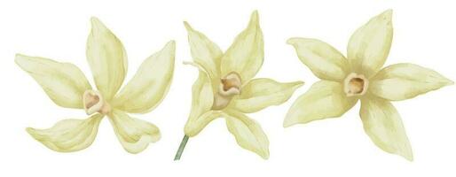 Vanille Blumen Satz. Hand gezeichnet Aquarell Illustration von Gelb Orchidee Pflanzen auf Weiß isoliert Hintergrund. Zeichnung von Kräuter- Zutat zum Kochen oder Aroma Geschmack. bündeln von Blühen Pflanzen vektor