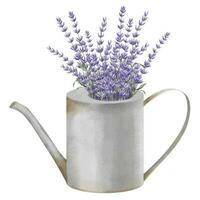 lavendel- bukett i vattning burk. hand dragen vattenfärg illustration av lila blommor i trädgård Utrustning för hälsning kort eller inbjudningar på vit isolerat bakgrund. blommig retro teckning. vektor