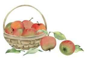 hand dragen vattenfärg sammansättning med äpple frukt i korg, med gren och löv, mogen, full och skivor. isolerat på vit bakgrund. design för vägg konst, bröllop, skriva ut, tyg, omslag, kort. vektor