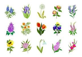 realistisk färgad platt blommor. perfekt för illustrationer och natur utbildning. vektor