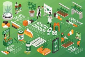 cannabis horisontell infographics illustration vektor