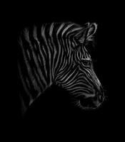 Porträt eines Zebrakopfes auf einer schwarzen Hintergrundvektorillustration vektor