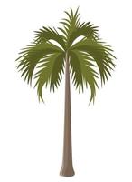 sommar träd palm vektor