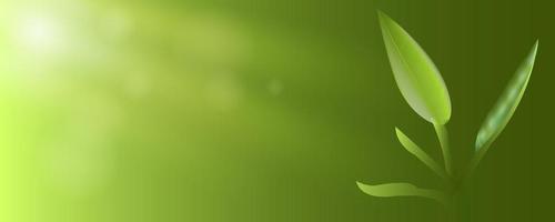 färska gröna blad med sunshines banner bakgrund vektor
