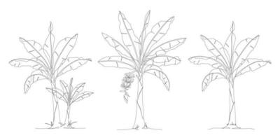 ett kontinuerlig linje teckning av banan träd samling. banan träd linje konst teckning uppsättning. uppsättning av tropisk begrepp banan träd vektor illustration. banan träd ikon i ett linje teckning packa.