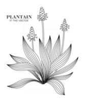 isolerad plantain skiss på en vit bakgrund vektor