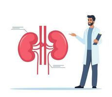 läkare ger en Träning föreläsning handla om anatomi. läkare presenter mänsklig njurar infografik. medicinsk seminarium, föreläsning, sjukvård möte begrepp. vektor illustration.