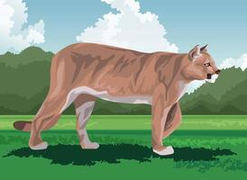 wilde Puma-Katze auf dem Feld vektor