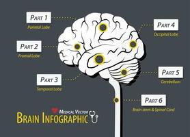 Gehirn Infografik flaches Design vektor